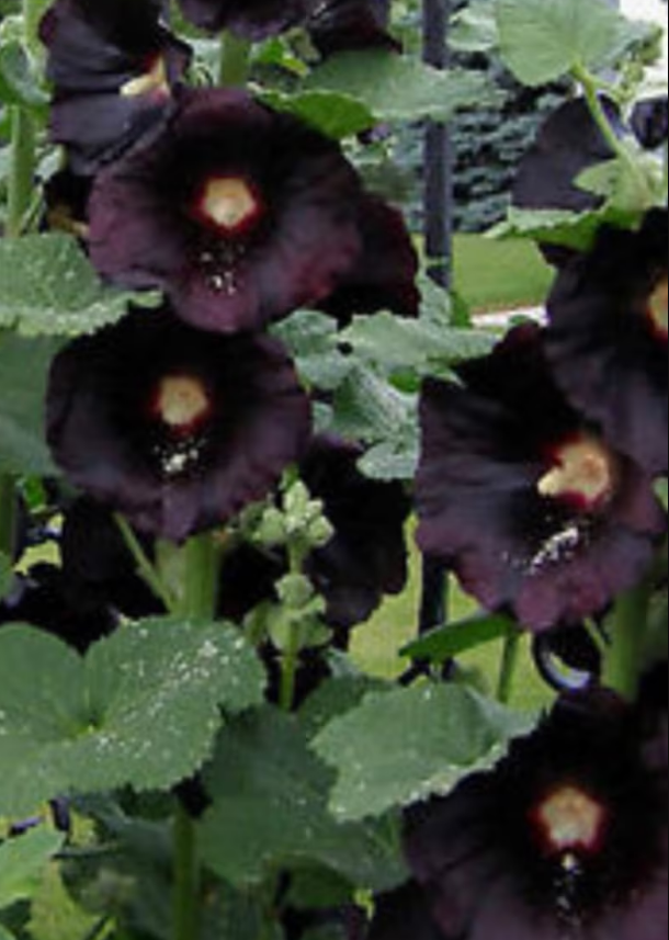 Black Hollyhock Seeds