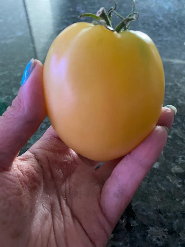 Dwarf Lemon Ice Tomato