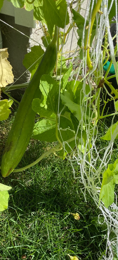 Luffa Gourd Seeds