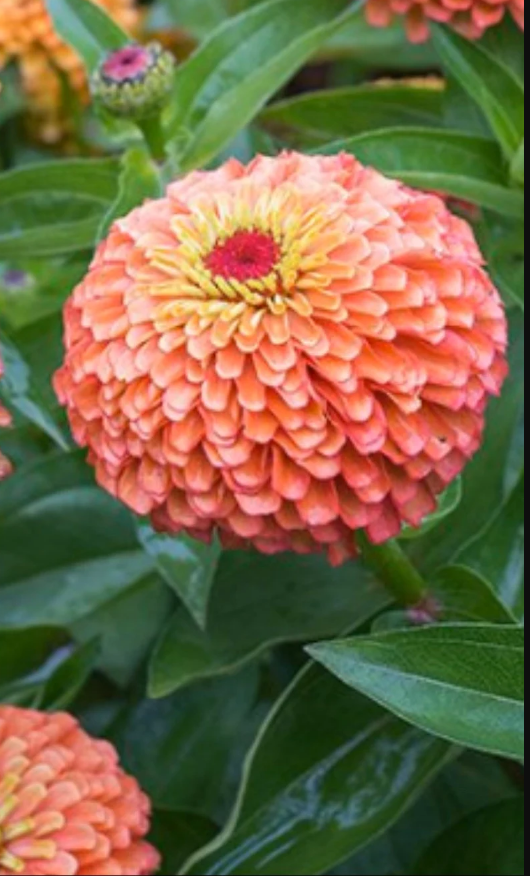 Queen Lime Orange Zinnia Seeds