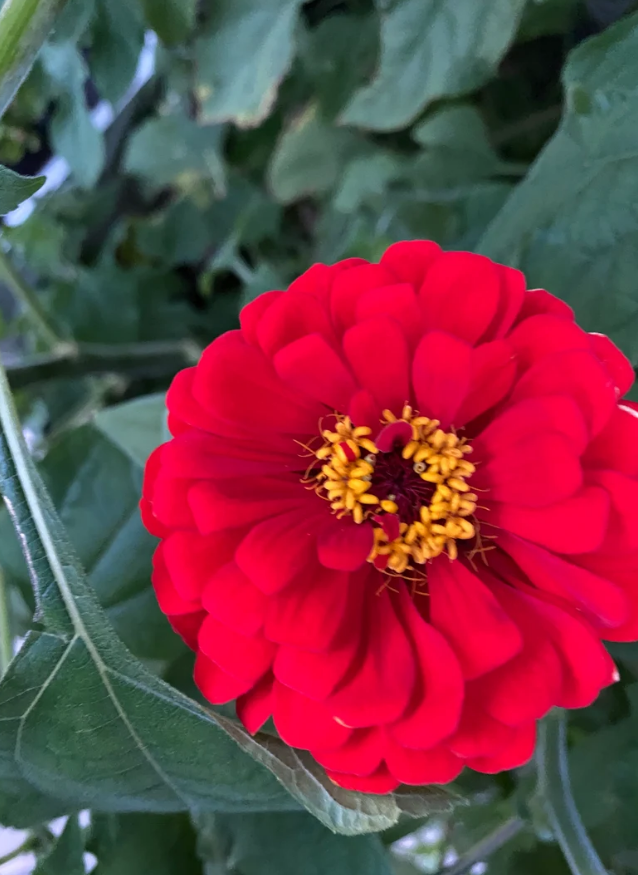 Scarlet Zinnia Seeds