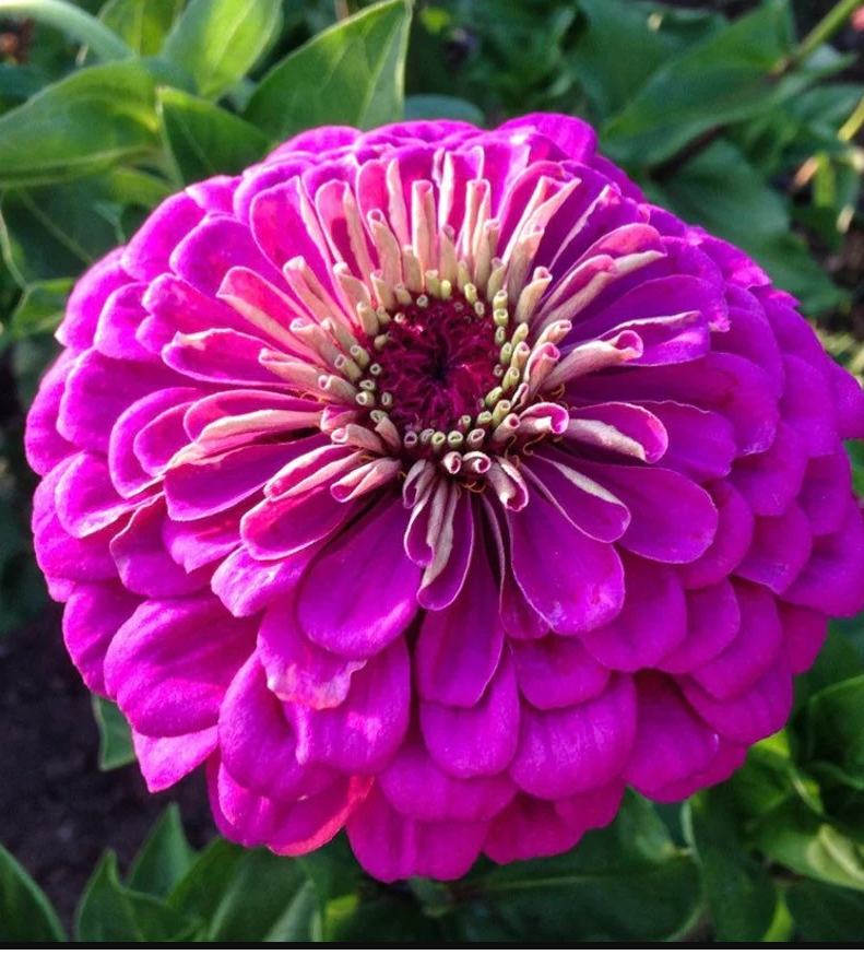 Violet Queen Zinnia seeds