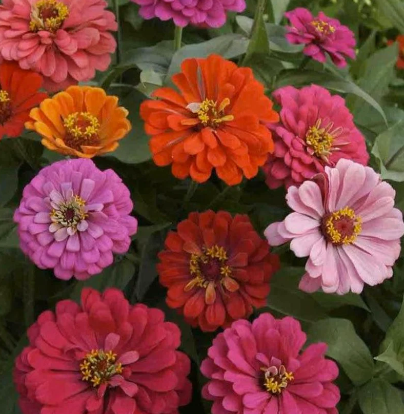 California Giant Zinnia Mixed Colors