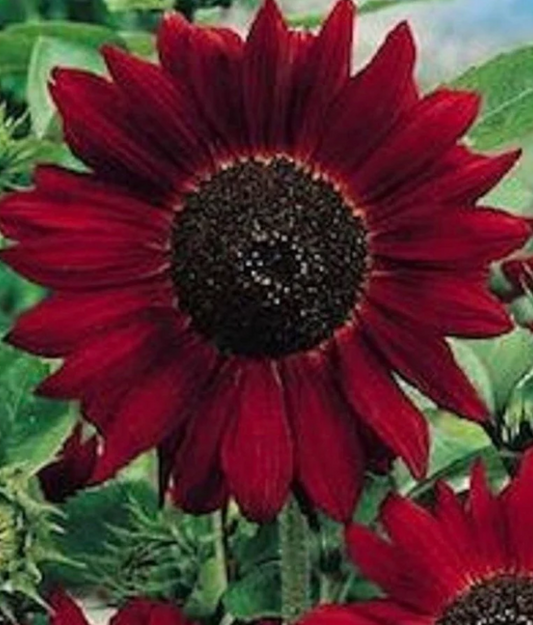 Velvet Queen Sunflower Seeds