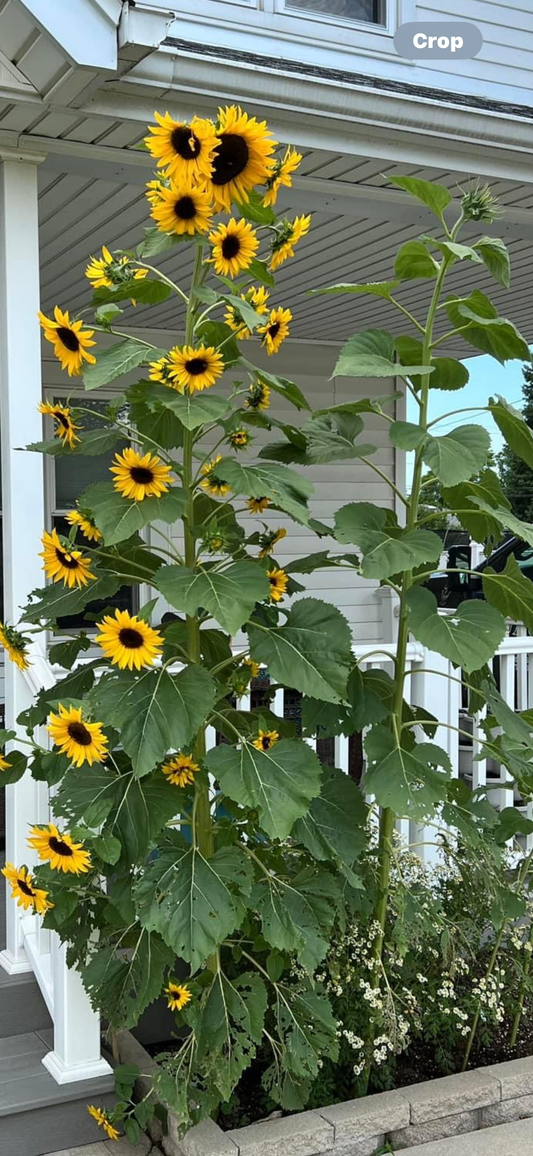 Lemon Queen Sunflower