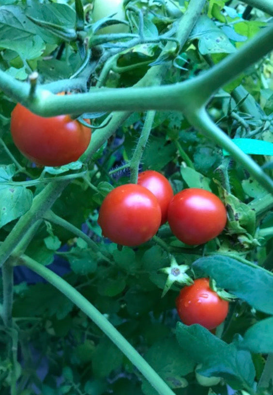 Campari Tomato