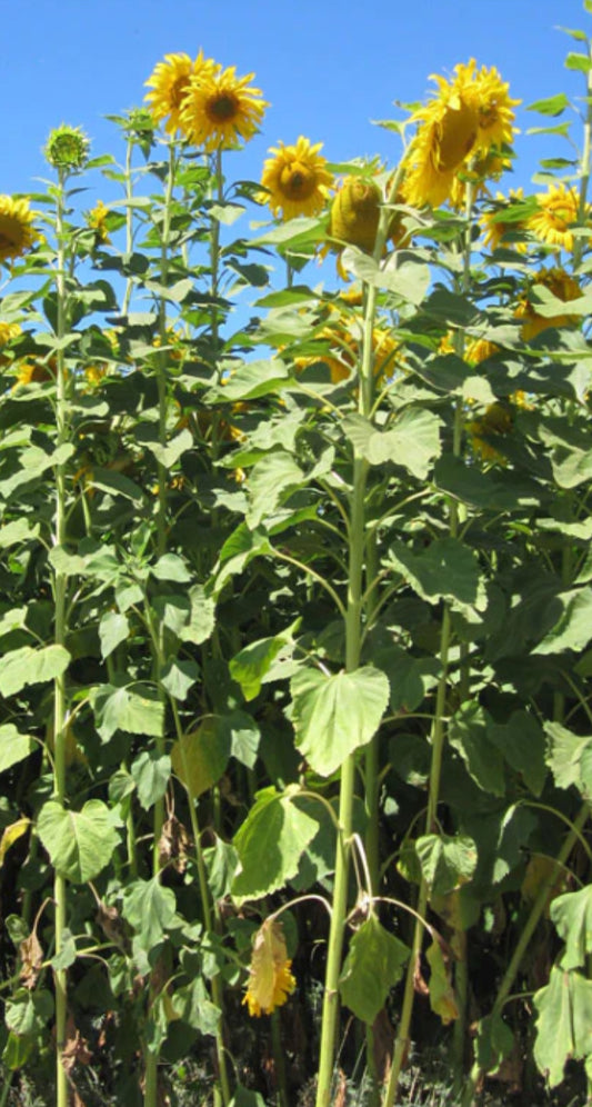 Mammoth Sunflower