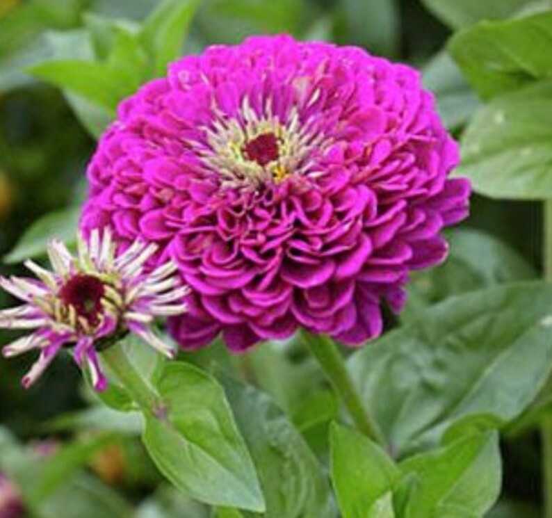 Purple Prince Zinnia Seeds