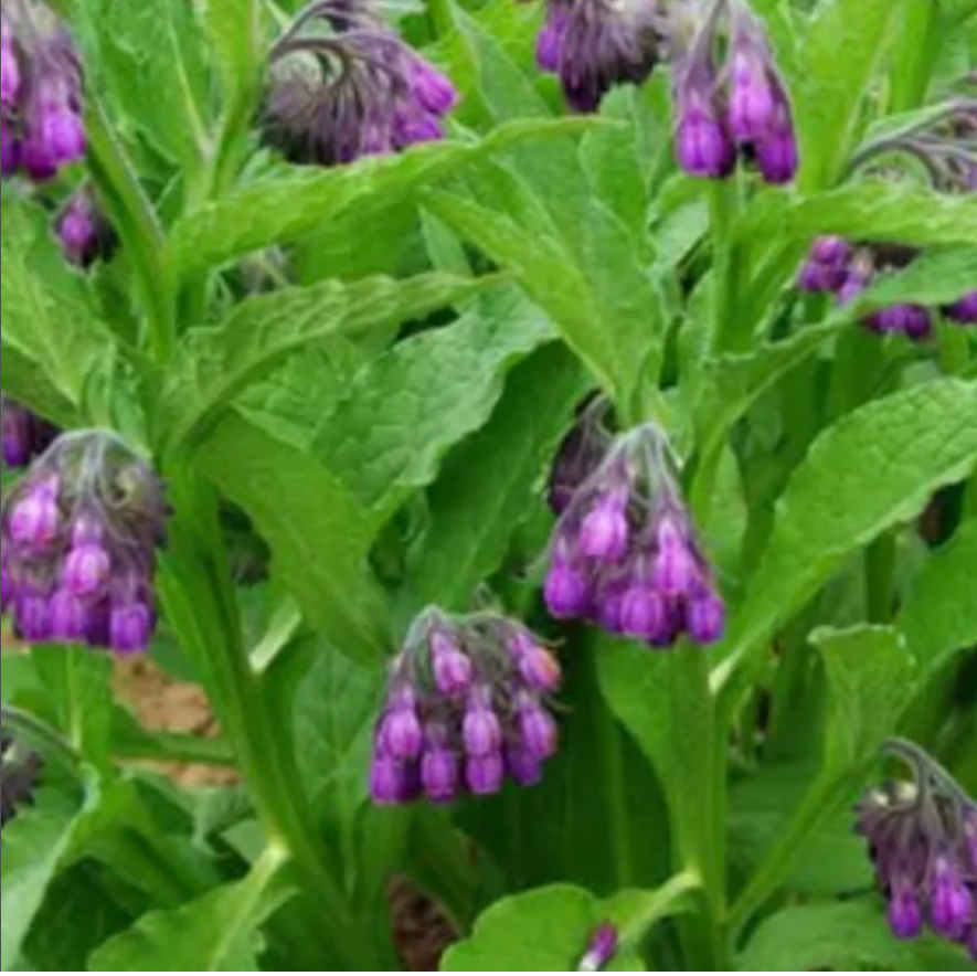 Healing Comfrey Salve