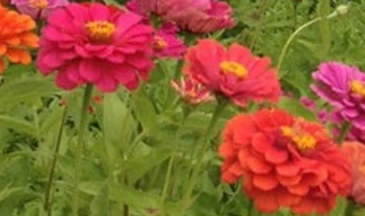 Dahlia Flowered Zinnia - Mixed Colors